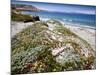 Santa Rosa Island, Channel Islands National Park, California. Wildflowers.-Ian Shive-Mounted Photographic Print
