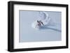 Santa Skiing at Snowbird Ski Resort, Wasatch Mountains, Utah.-James Kay-Framed Photographic Print