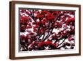 Brown Frame
