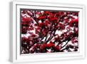 White Frame