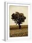White Frame