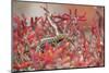 Santiago lava-lizard, among Galapagos carpetweed, Galapagos-Tui De Roy-Mounted Photographic Print