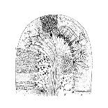 Nerve Cells, 1894-Santiago Ramon y Cajal-Laminated Giclee Print
