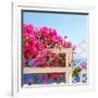 Santorini Blooms-Sylvia Coomes-Framed Photographic Print