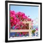 Santorini Blooms-Sylvia Coomes-Framed Photographic Print