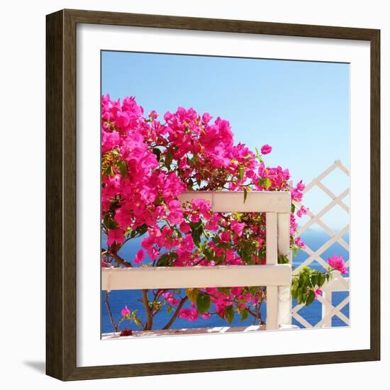 Santorini Blooms-Sylvia Coomes-Framed Photographic Print