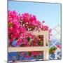 Santorini Blooms-Sylvia Coomes-Mounted Photographic Print