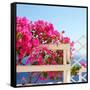 Santorini Blooms-Sylvia Coomes-Framed Stretched Canvas