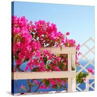 Santorini Blooms-Sylvia Coomes-Stretched Canvas