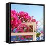 Santorini Blooms-Sylvia Coomes-Framed Stretched Canvas