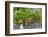 Santorini Vineyard - Greece-Antonio Gravante-Framed Photographic Print