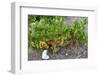 Santorini Vineyard - Greece-Antonio Gravante-Framed Photographic Print