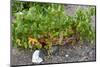 Santorini Vineyard - Greece-Antonio Gravante-Mounted Photographic Print