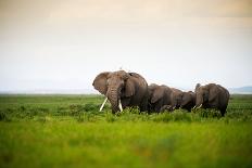 African Elephant in Amboseli National Park, Kenya-Santosh Saligram-Framed Stretched Canvas