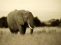 African Elephant Herd at Sunset in Amboseli National Park, Kenya-Santosh Saligram-Photographic Print