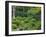 Sanzen-in Temple, Ohara, Kyoto, Japan-Rob Tilley-Framed Photographic Print