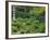 Sanzen-in Temple, Ohara, Kyoto, Japan-Rob Tilley-Framed Photographic Print