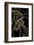 Sanzinia Madagascariensis F. Mandarine (Madagascar Tree Boa)-Paul Starosta-Framed Photographic Print