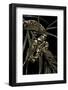 Sanzinia Madagascariensis F. Mandarine (Madagascar Tree Boa)-Paul Starosta-Framed Photographic Print