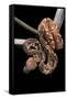 Sanzinia Madagascariensis (Madagascar Tree Boa)-Paul Starosta-Framed Stretched Canvas