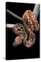 Sanzinia Madagascariensis (Madagascar Tree Boa)-Paul Starosta-Stretched Canvas