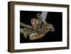 Sanzinia Madagascariensis (Madagascar Tree Boa)-Paul Starosta-Framed Photographic Print