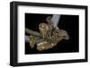 Sanzinia Madagascariensis (Madagascar Tree Boa)-Paul Starosta-Framed Photographic Print