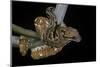 Sanzinia Madagascariensis (Madagascar Tree Boa)-Paul Starosta-Mounted Photographic Print