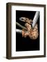 Sanzinia Madagascariensis (Madagascar Tree Boa)-Paul Starosta-Framed Photographic Print