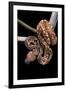 Sanzinia Madagascariensis (Madagascar Tree Boa)-Paul Starosta-Framed Photographic Print