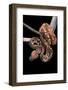 Sanzinia Madagascariensis (Madagascar Tree Boa)-Paul Starosta-Framed Photographic Print