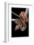 Sanzinia Madagascariensis (Madagascar Tree Boa)-Paul Starosta-Framed Photographic Print