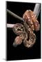 Sanzinia Madagascariensis (Madagascar Tree Boa)-Paul Starosta-Mounted Photographic Print