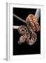 Sanzinia Madagascariensis (Madagascar Tree Boa)-Paul Starosta-Framed Photographic Print