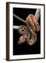 Sanzinia Madagascariensis (Madagascar Tree Boa)-Paul Starosta-Framed Photographic Print