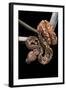 Sanzinia Madagascariensis (Madagascar Tree Boa)-Paul Starosta-Framed Photographic Print