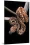 Sanzinia Madagascariensis (Madagascar Tree Boa)-Paul Starosta-Mounted Photographic Print