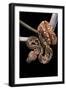 Sanzinia Madagascariensis (Madagascar Tree Boa)-Paul Starosta-Framed Photographic Print