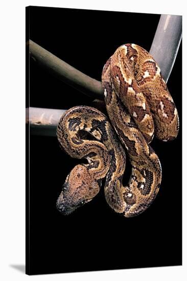 Sanzinia Madagascariensis (Madagascar Tree Boa)-Paul Starosta-Stretched Canvas