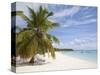 Saona Island, Dominican Republic, West Indies, Caribbean, Central America-Frank Fell-Stretched Canvas