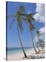 Saona Island, South Coast, Dominican Republic, Central America-Guy Thouvenin-Stretched Canvas
