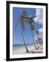 Saona Island, South Coast, Dominican Republic, Central America-Guy Thouvenin-Framed Photographic Print