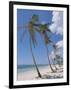 Saona Island, South Coast, Dominican Republic, Central America-Guy Thouvenin-Framed Photographic Print