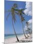 Saona Island, South Coast, Dominican Republic, Central America-Guy Thouvenin-Mounted Photographic Print