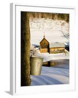 Sap buckets on Maple Trees, Pomfret, Vermont, USA-Jerry & Marcy Monkman-Framed Photographic Print