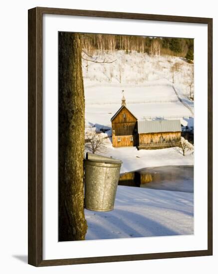 Sap buckets on Maple Trees, Pomfret, Vermont, USA-Jerry & Marcy Monkman-Framed Photographic Print