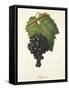 Saperavi Grape-J. Troncy-Framed Stretched Canvas