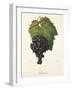 Saperavi Grape-J. Troncy-Framed Giclee Print