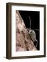 Saperda Octopunctata (Flat-Faced Longhorn Beetle)-Paul Starosta-Framed Photographic Print