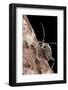 Saperda Octopunctata (Flat-Faced Longhorn Beetle)-Paul Starosta-Framed Photographic Print